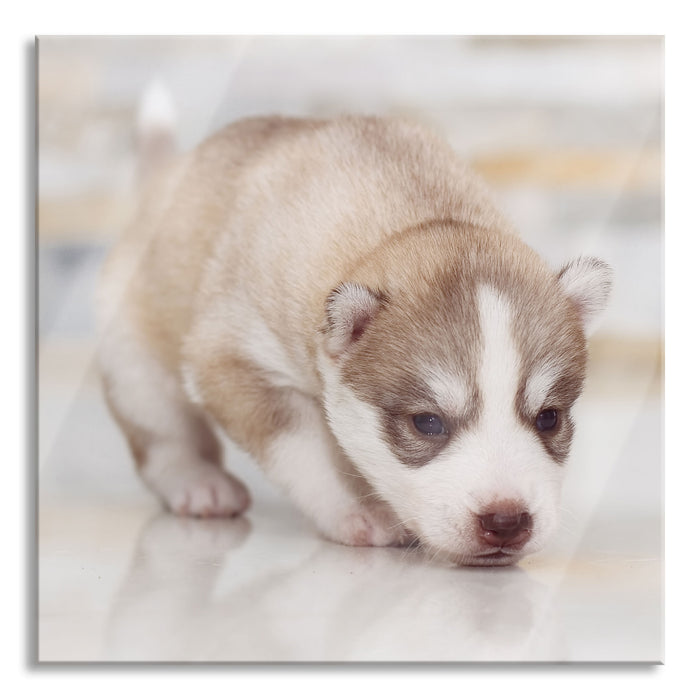 Pixxprint Husky Welpe, Glasbild Quadratisch