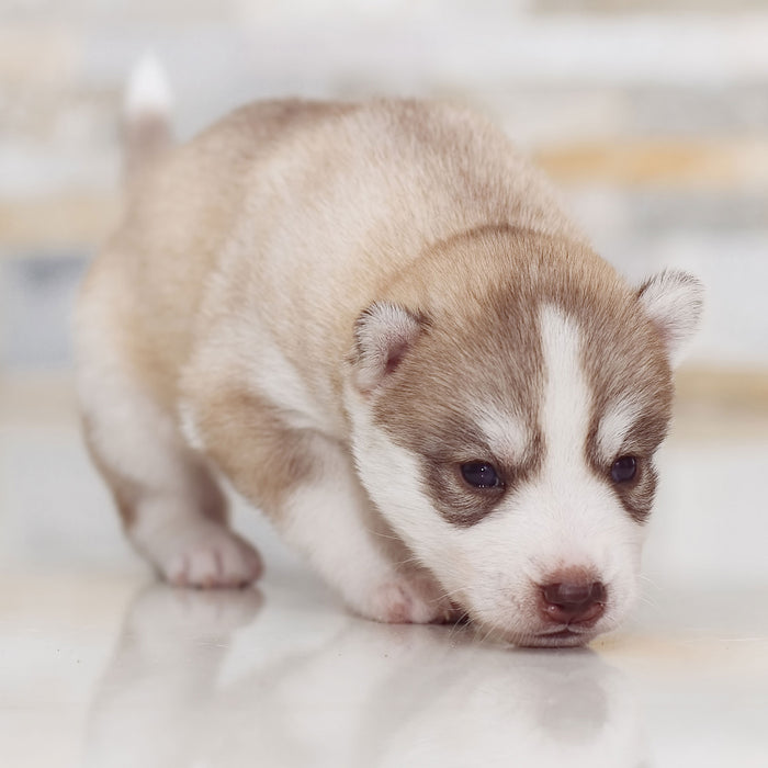 Husky Welpe, Glasbild Quadratisch