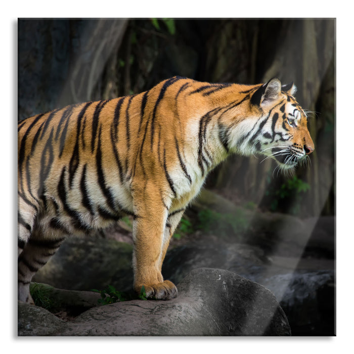 Pixxprint Tiger, Glasbild Quadratisch