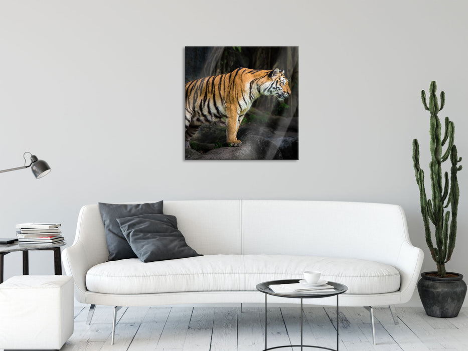 Tiger, Glasbild Quadratisch