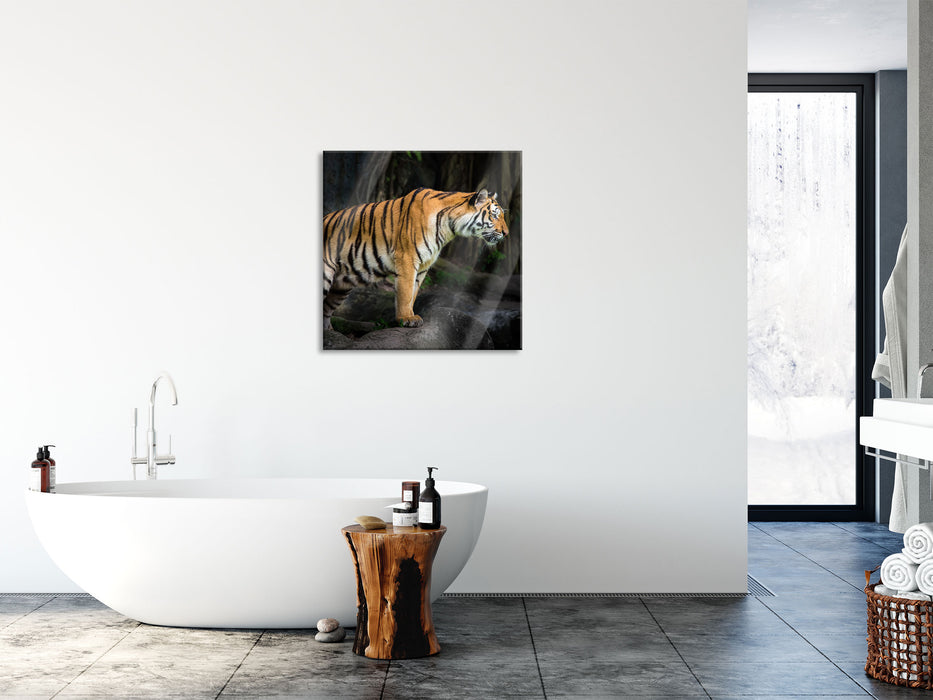 Tiger, Glasbild Quadratisch