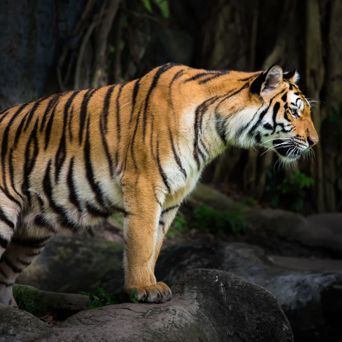 Tiger, Glasbild Quadratisch