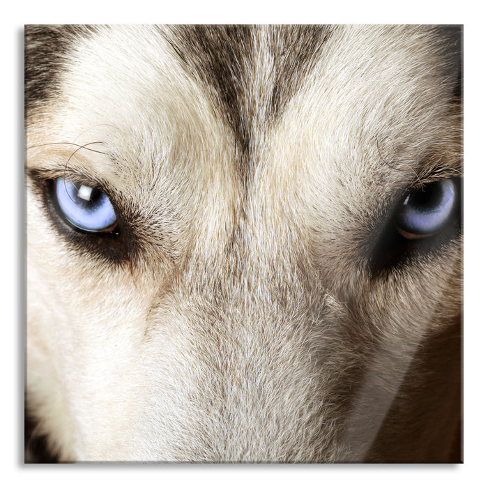 Pixxprint Husky eisblaue Augen, Glasbild Quadratisch