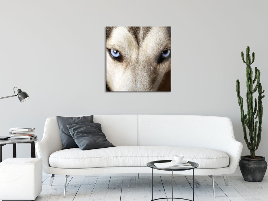 Husky eisblaue Augen, Glasbild Quadratisch