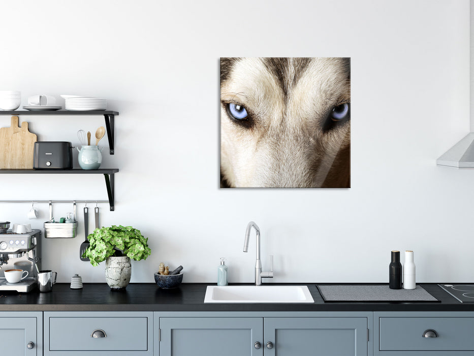 Husky eisblaue Augen, Glasbild Quadratisch