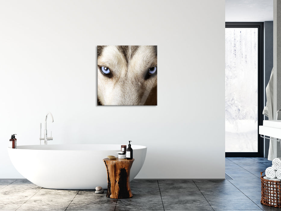 Husky eisblaue Augen, Glasbild Quadratisch