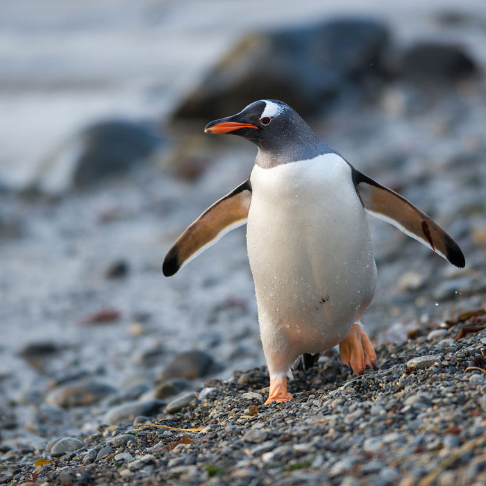 Pinguine, Glasbild Quadratisch