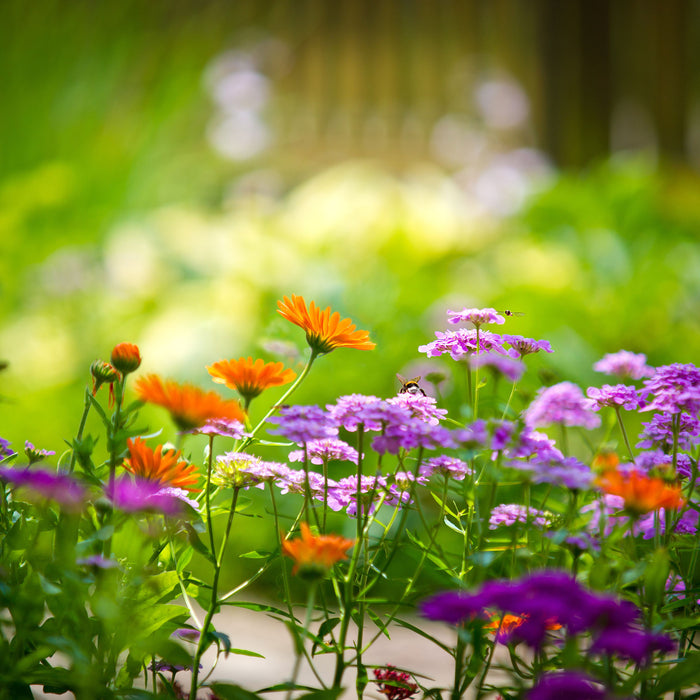 Blumenwiese, Glasbild Quadratisch