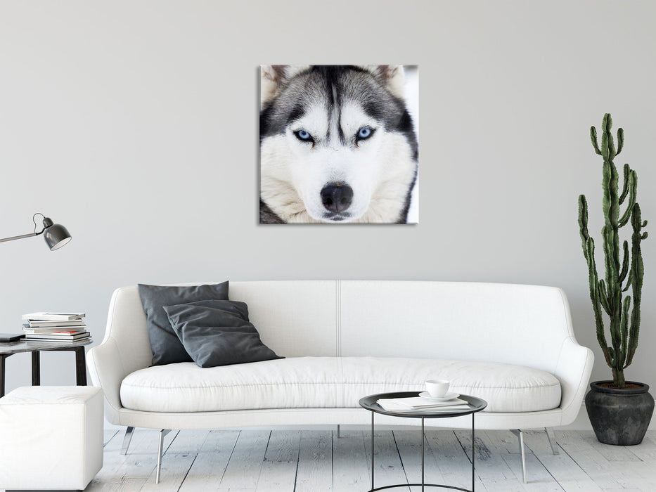 Husky, Glasbild Quadratisch