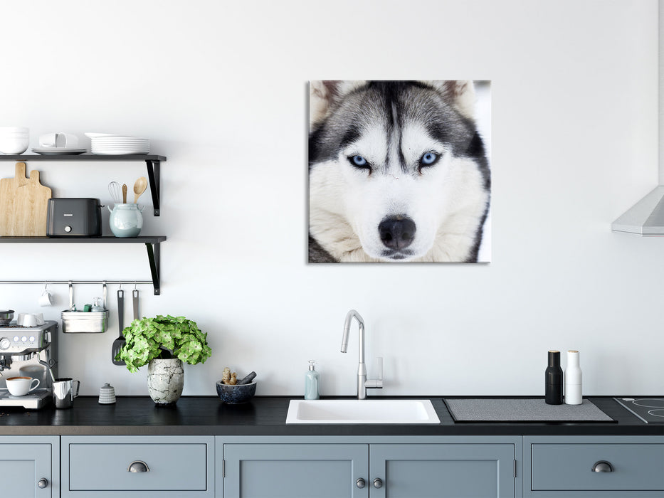 Husky, Glasbild Quadratisch