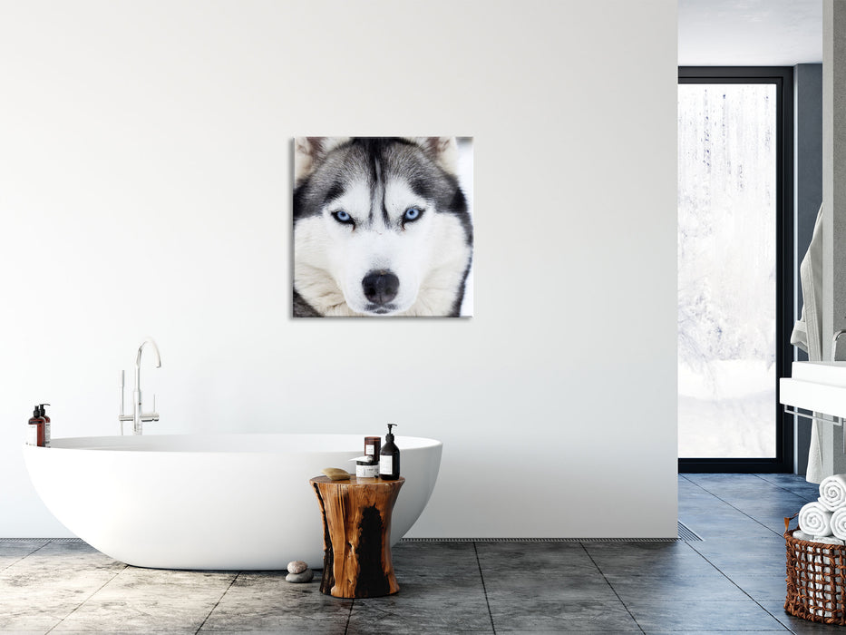 Husky, Glasbild Quadratisch