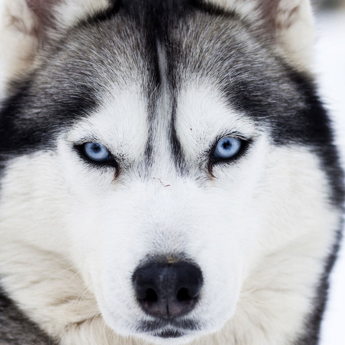 Husky, Glasbild Quadratisch