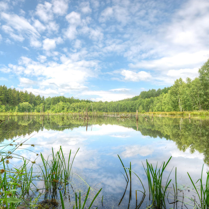 Waldsee Nachmittagstraum, Glasbild Quadratisch
