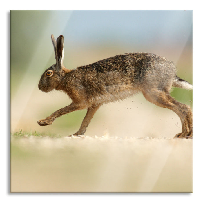 Pixxprint Hüpfender Hase, Glasbild Quadratisch