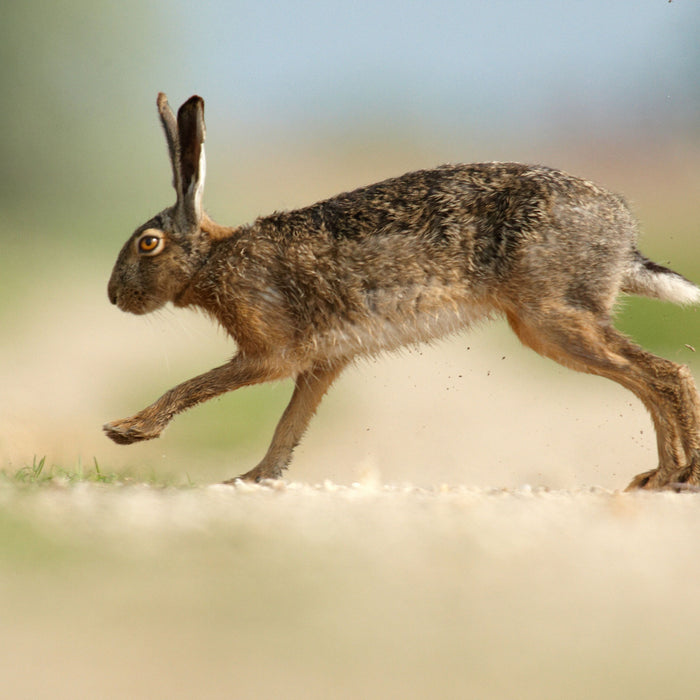 Hüpfender Hase, Glasbild Quadratisch