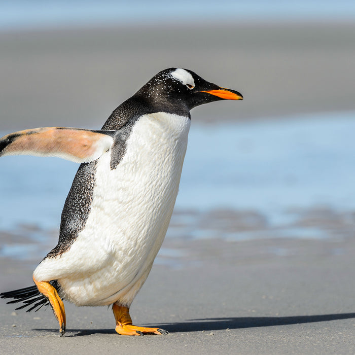 Pinguin am Strand, Glasbild Quadratisch