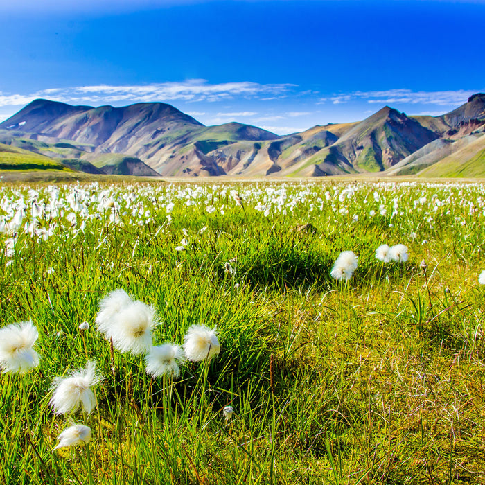 Alpenwiese, Glasbild Quadratisch