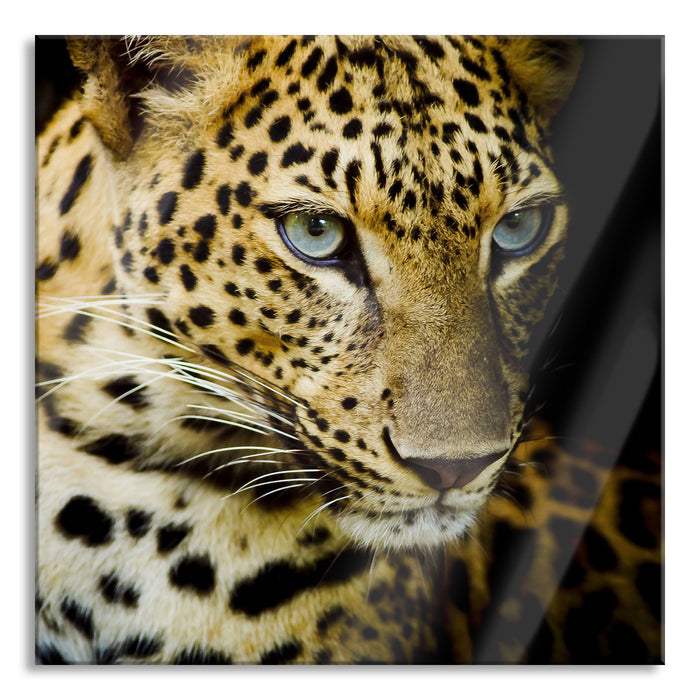 Pixxprint Leopard mit blauen Augen, Glasbild Quadratisch