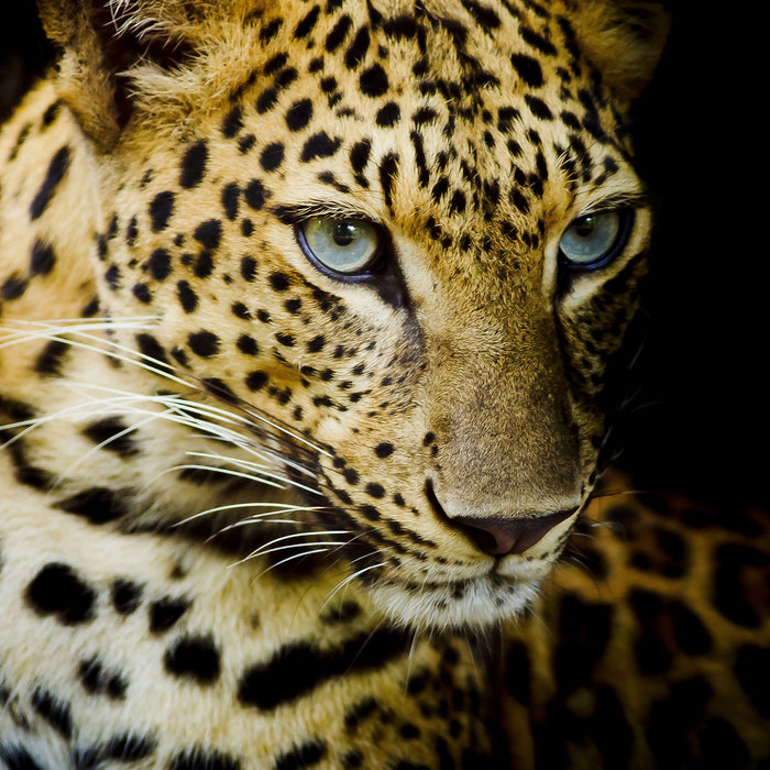 Leopard mit blauen Augen, Glasbild Quadratisch