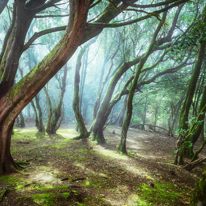 Wald, Glasbild Quadratisch