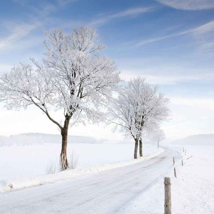 Baum im Schnee, Glasbild Quadratisch