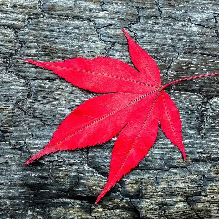 Blatt auf Holz Natur, Glasbild Quadratisch