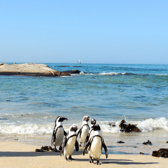 Pinguine am Strand, Glasbild Quadratisch