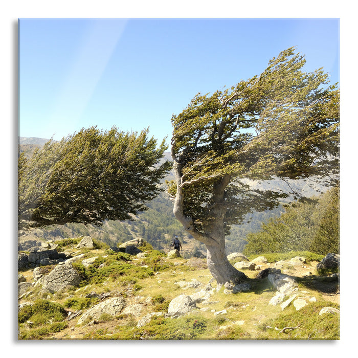 Pixxprint Schiefer Baum, Glasbild Quadratisch