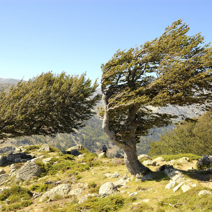 Schiefer Baum, Glasbild Quadratisch