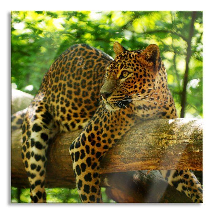 Pixxprint Leopard auf Ast, Glasbild Quadratisch