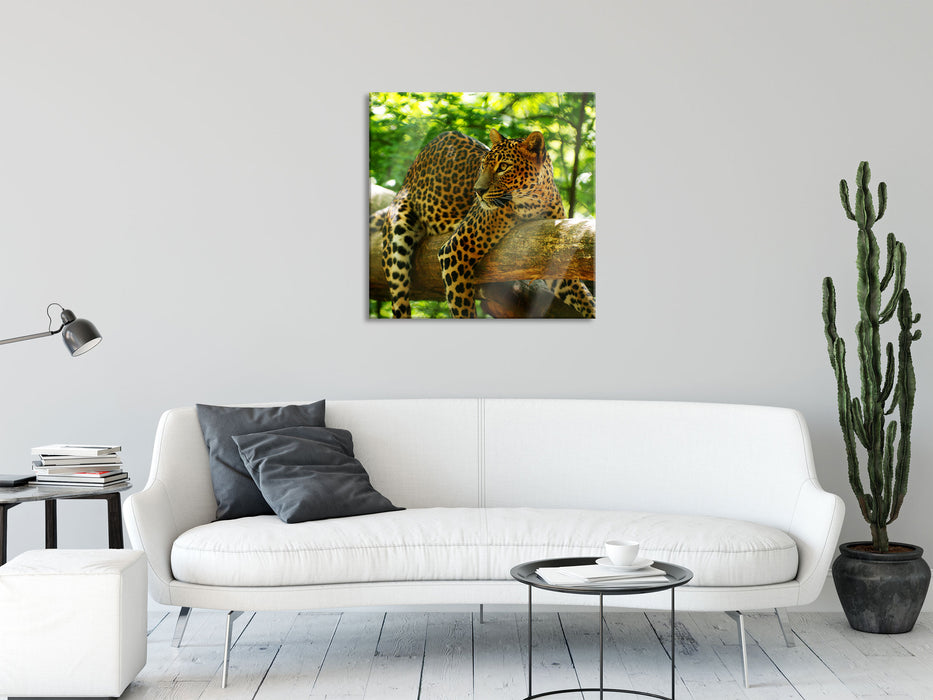 Leopard auf Ast, Glasbild Quadratisch