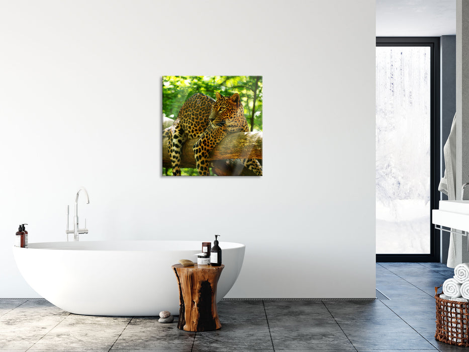 Leopard auf Ast, Glasbild Quadratisch