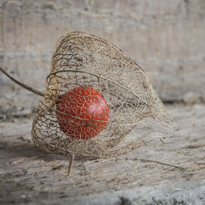 Physalis, Glasbild Quadratisch