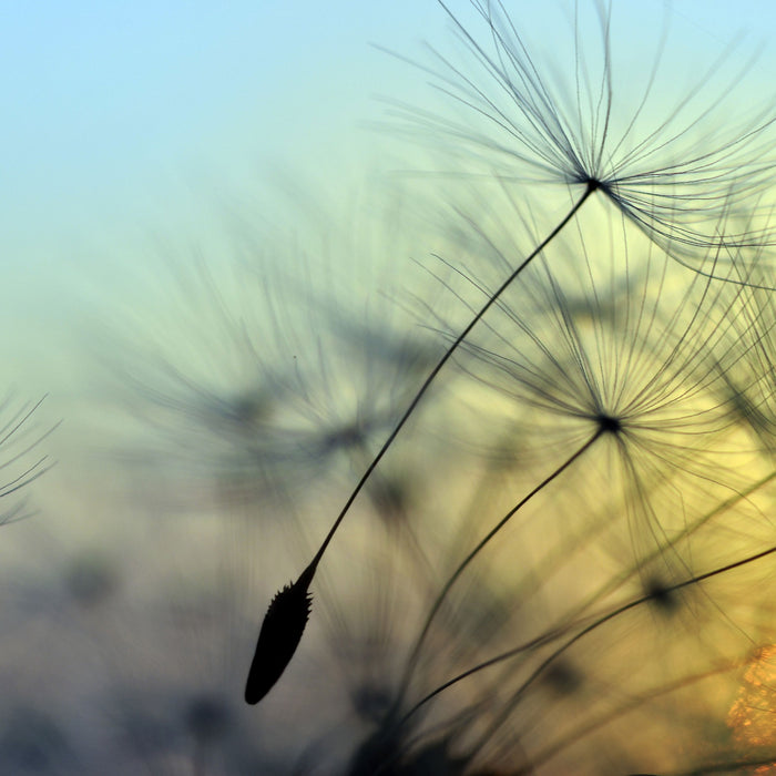 Pusteblumen mit Tautropfen, Glasbild Quadratisch