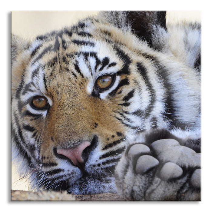 Pixxprint Tiger, Glasbild Quadratisch