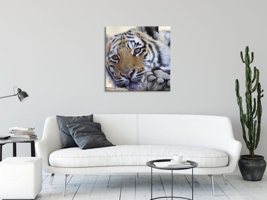 Tiger, Glasbild Quadratisch