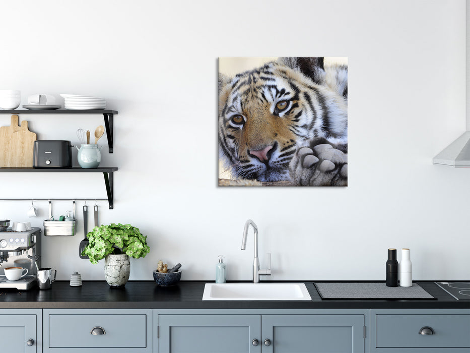 Tiger, Glasbild Quadratisch