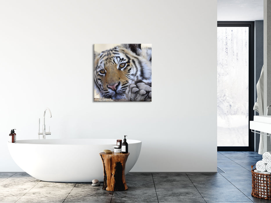 Tiger, Glasbild Quadratisch