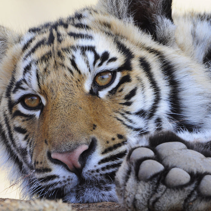 Tiger, Glasbild Quadratisch