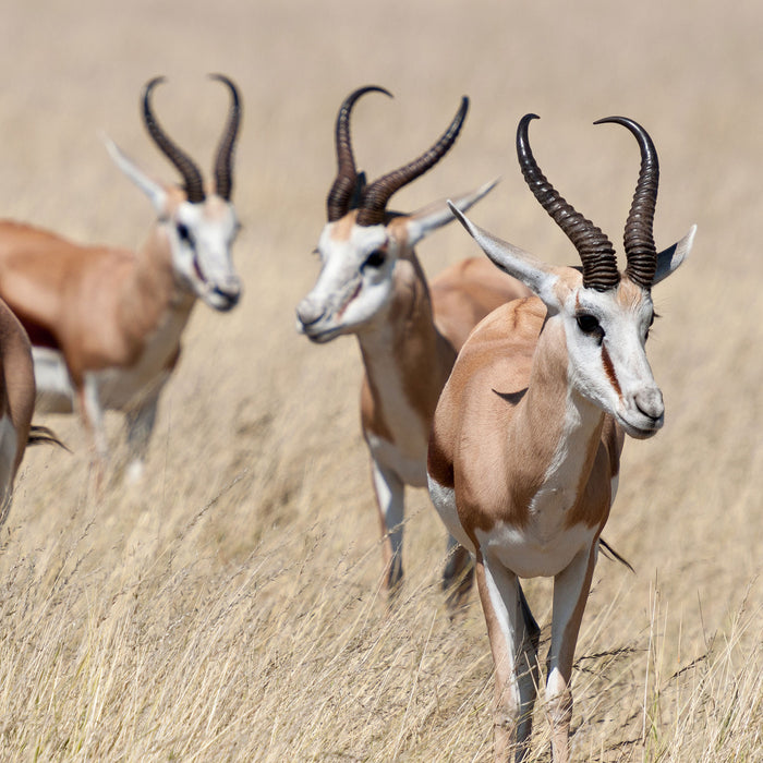 Antilopen in Savanne Afrika, Glasbild Quadratisch