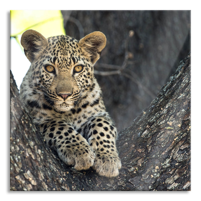 Pixxprint Leopardenbaby, Glasbild Quadratisch