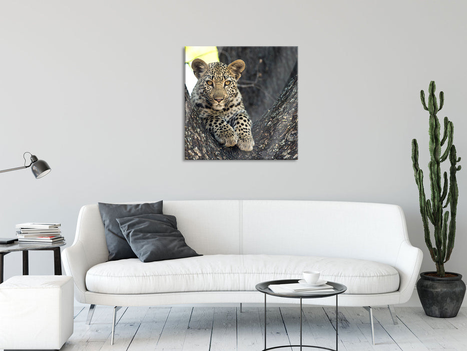 Leopardenbaby, Glasbild Quadratisch