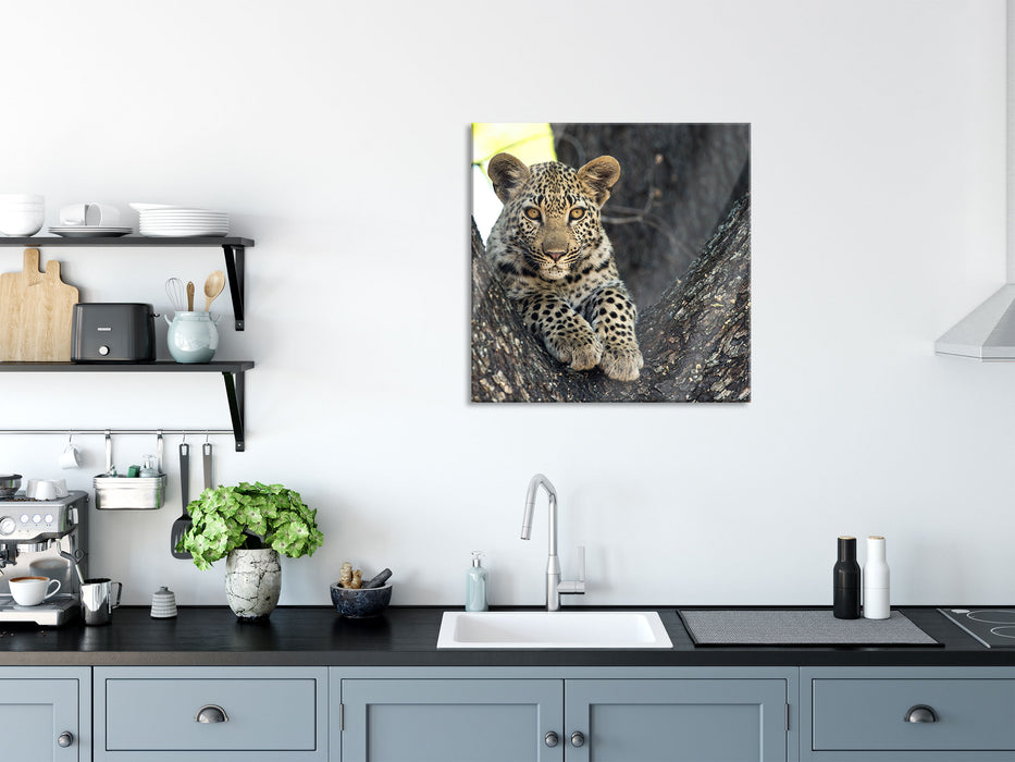 Leopardenbaby, Glasbild Quadratisch