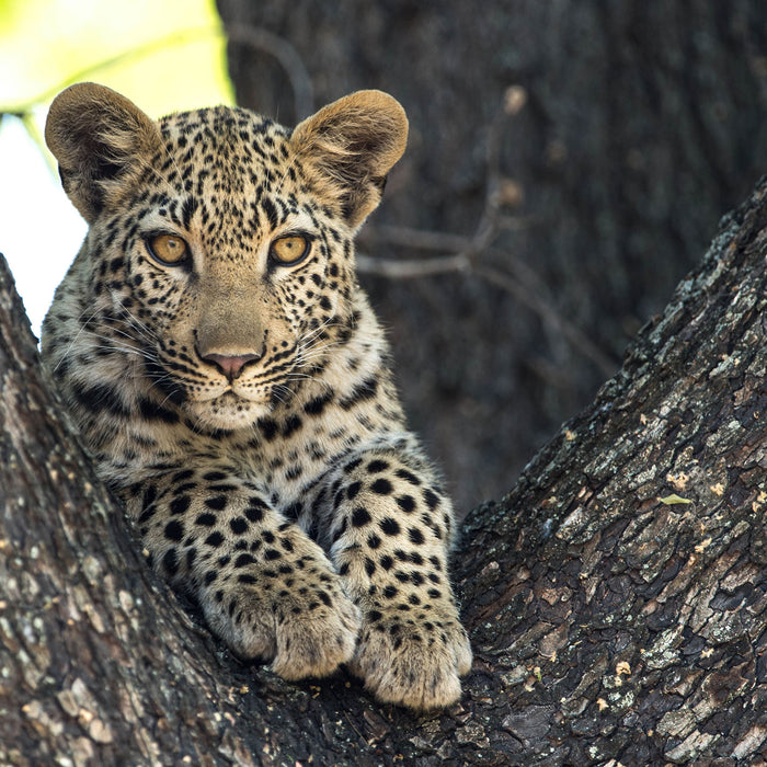 Leopardenbaby, Glasbild Quadratisch