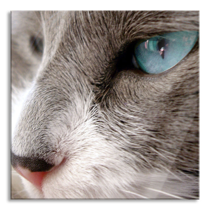 Pixxprint Katze mit blauen Augen, Glasbild Quadratisch