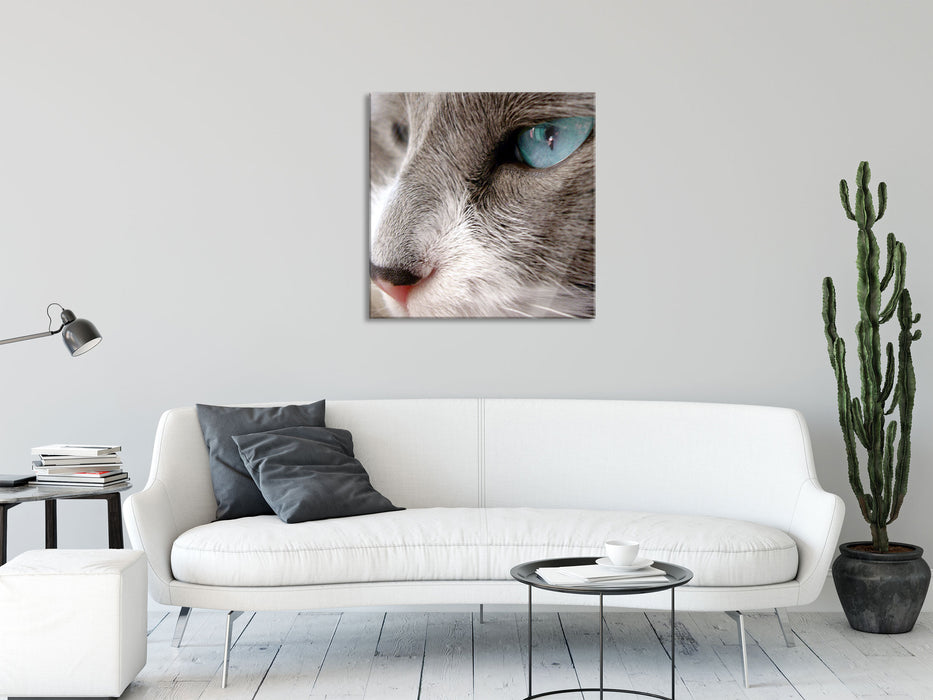 Katze mit blauen Augen, Glasbild Quadratisch