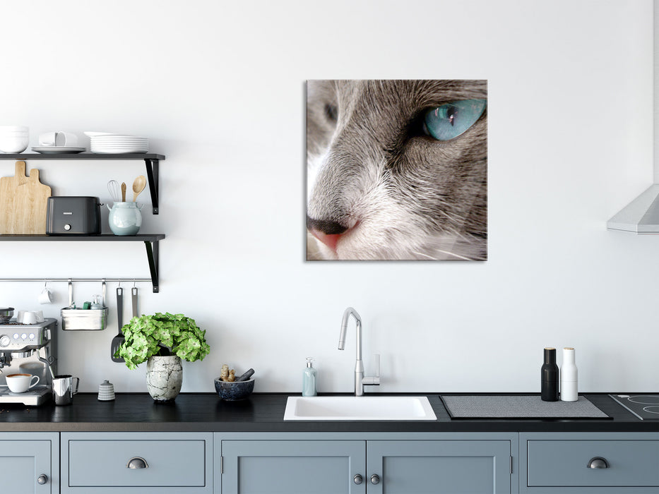 Katze mit blauen Augen, Glasbild Quadratisch