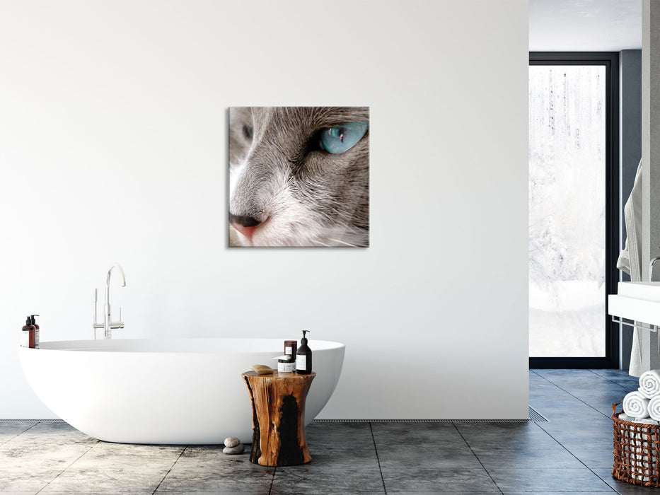 Katze mit blauen Augen, Glasbild Quadratisch