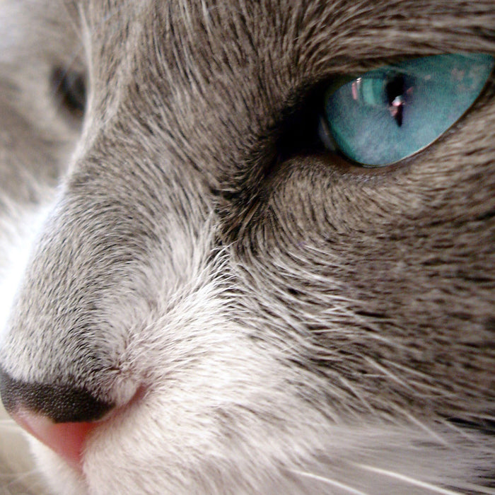 Katze mit blauen Augen, Glasbild Quadratisch