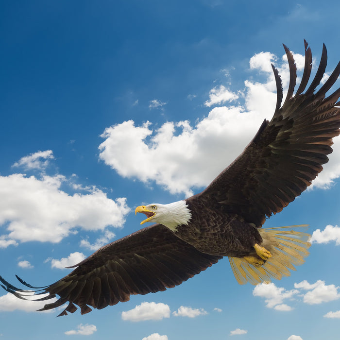 Adler fliegt über Berge, Glasbild Quadratisch